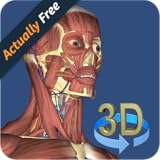 3D Human anatomy