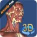 3D Human anatomy