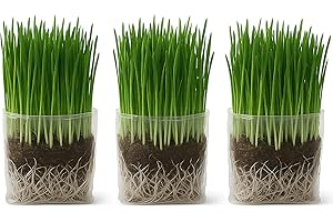 The Cat Ladies Cat Grass Grow Bag Kit, Organic Cat Grass for Indoor Cats, Cat Grass Seeds, Soil & Grow Bags 3 Pack