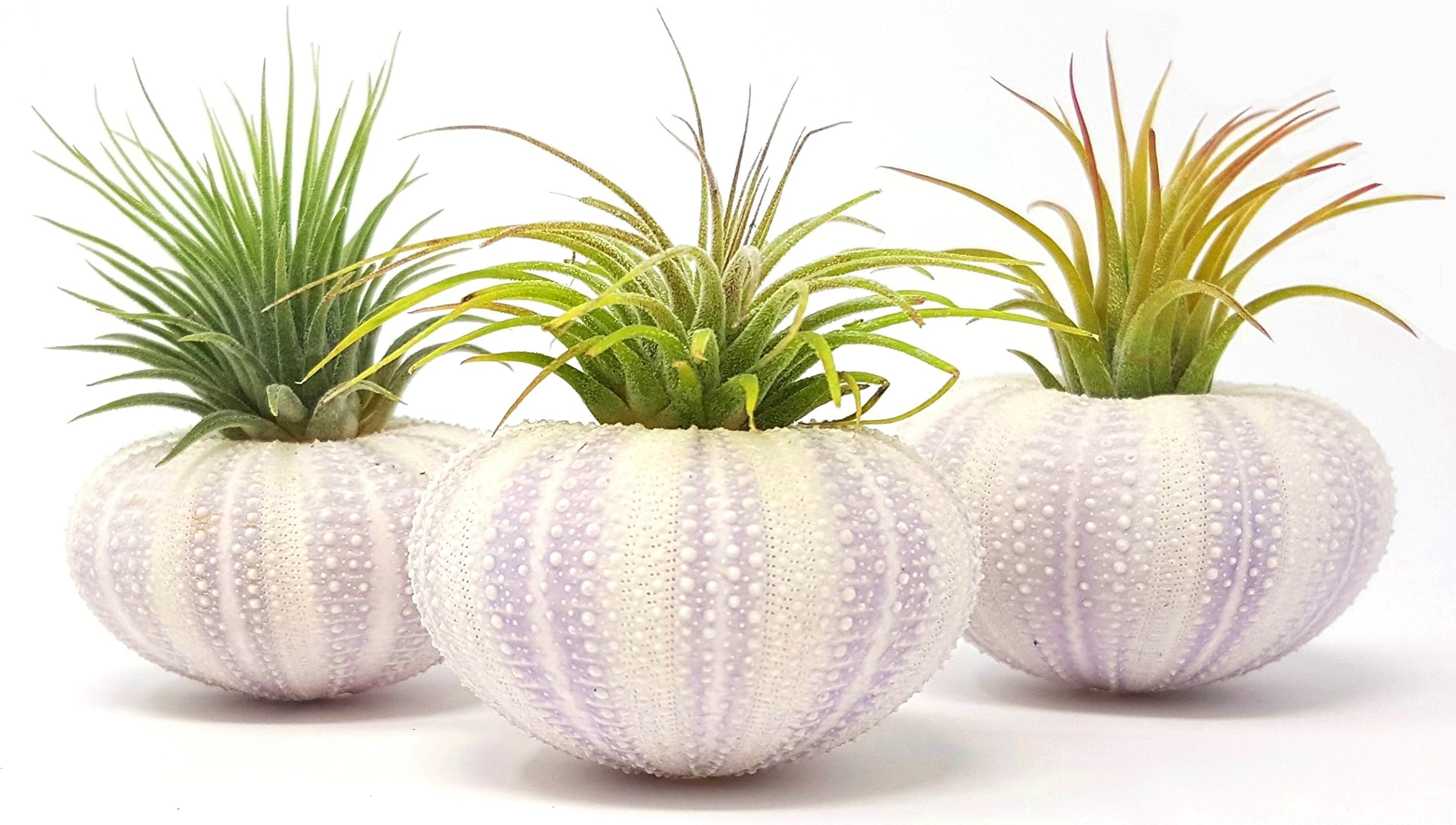 aura creations 3 pcs Purple Sea Urchin Air Plant Lot/Kit Includes 3 Tillandsia Plants and 3 Urchin Shells