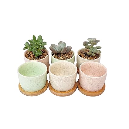 Greenylife Mini Succulent Pots Bulk Set 2 5 Inch With Drainage