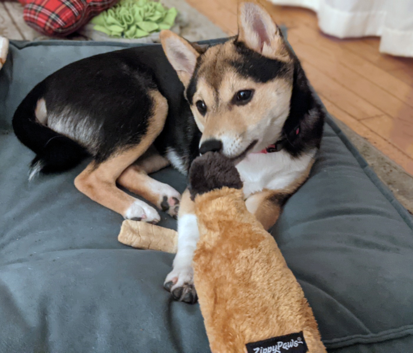 1/mo Finance ZippyPaws Happy Hour Crusherz Drink Themed Crunchy