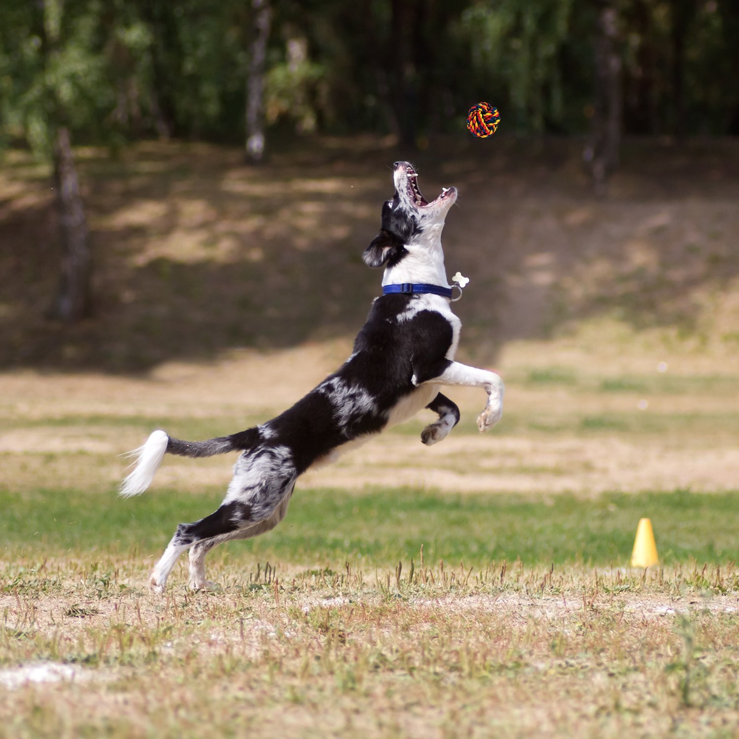 Chien Corde jouet pour les petites et moyennes Chiens Overfly Chien Chiot de dentition jouet à mâcher en corde (lot de 5)