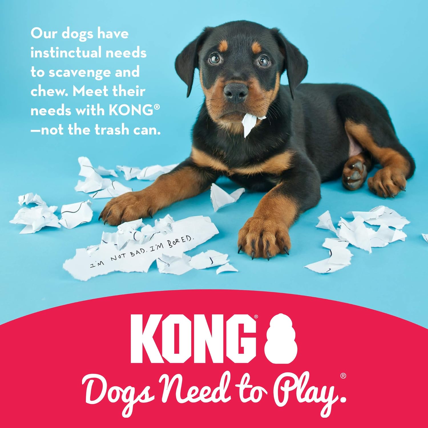 kong dog breed