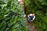 WORX WG252E 20V Cordless Pole Hedge Trimmer 45cm 3.6m Reach Powershare view 8