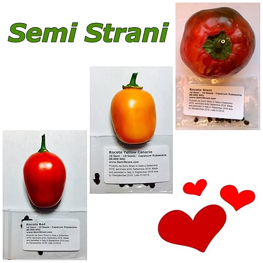 title=30 SEMI di PEPERONCINO di 3 Varietà di ROCOTO l'unico Peperoncino al Mondo ad