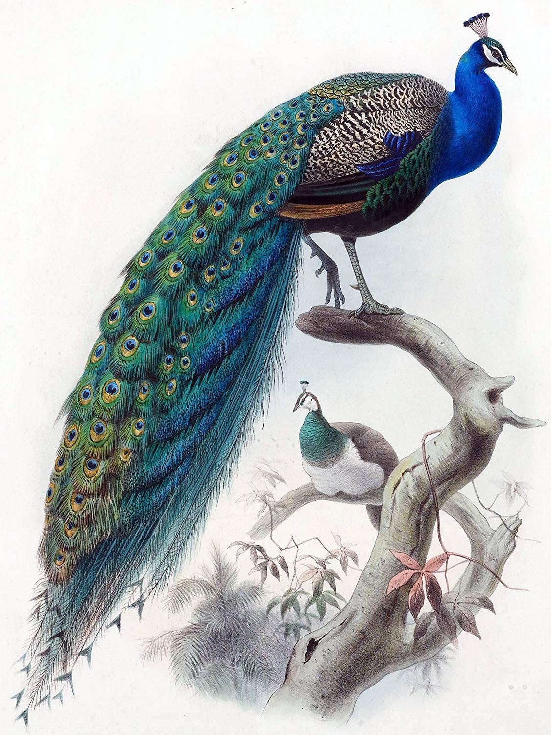 Bird Peacock by D. Elliot Accent Tile Mural Kitchen Bathroom Backsplash Ceramic