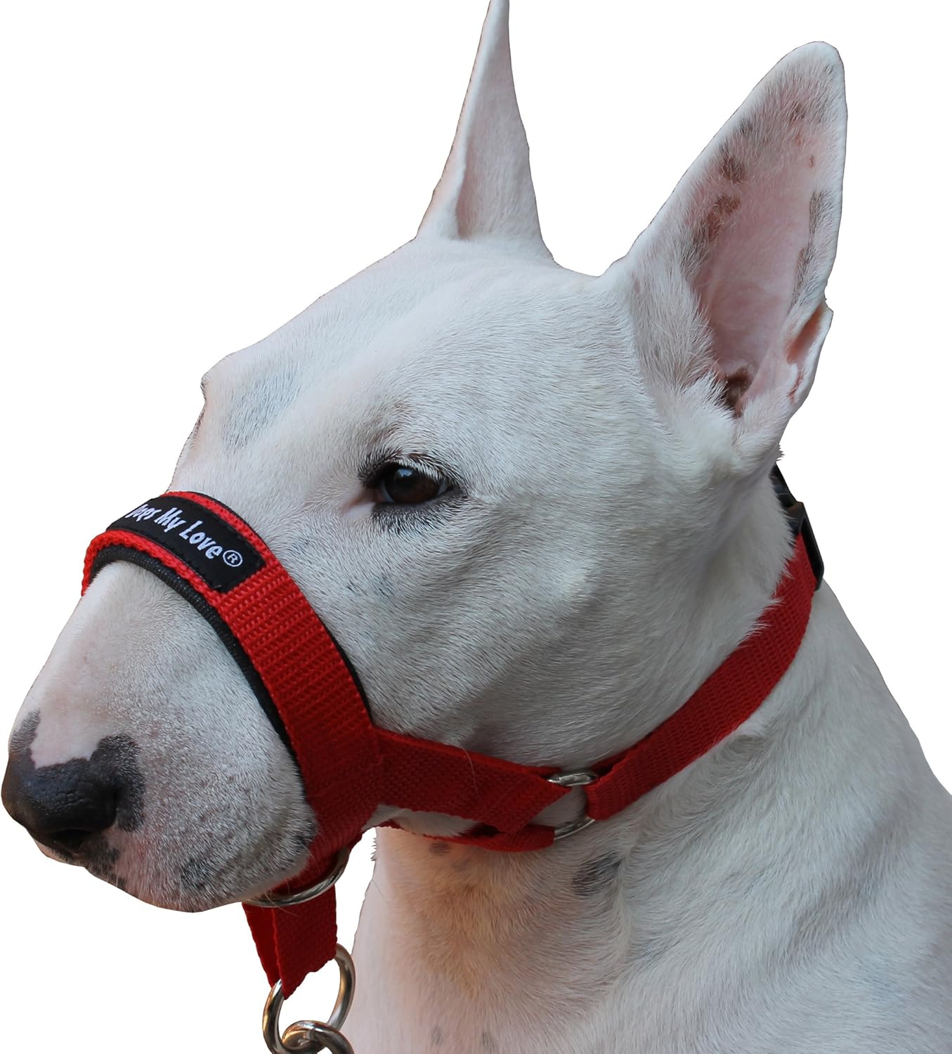 red snout on dog