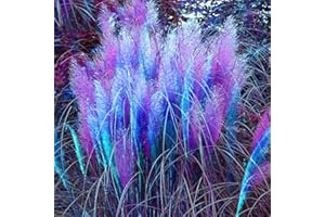 Qenci Seeds - 1200 PCS Pampas Grass Seeds Rare Ornamental Grasses Ornamental Seeds