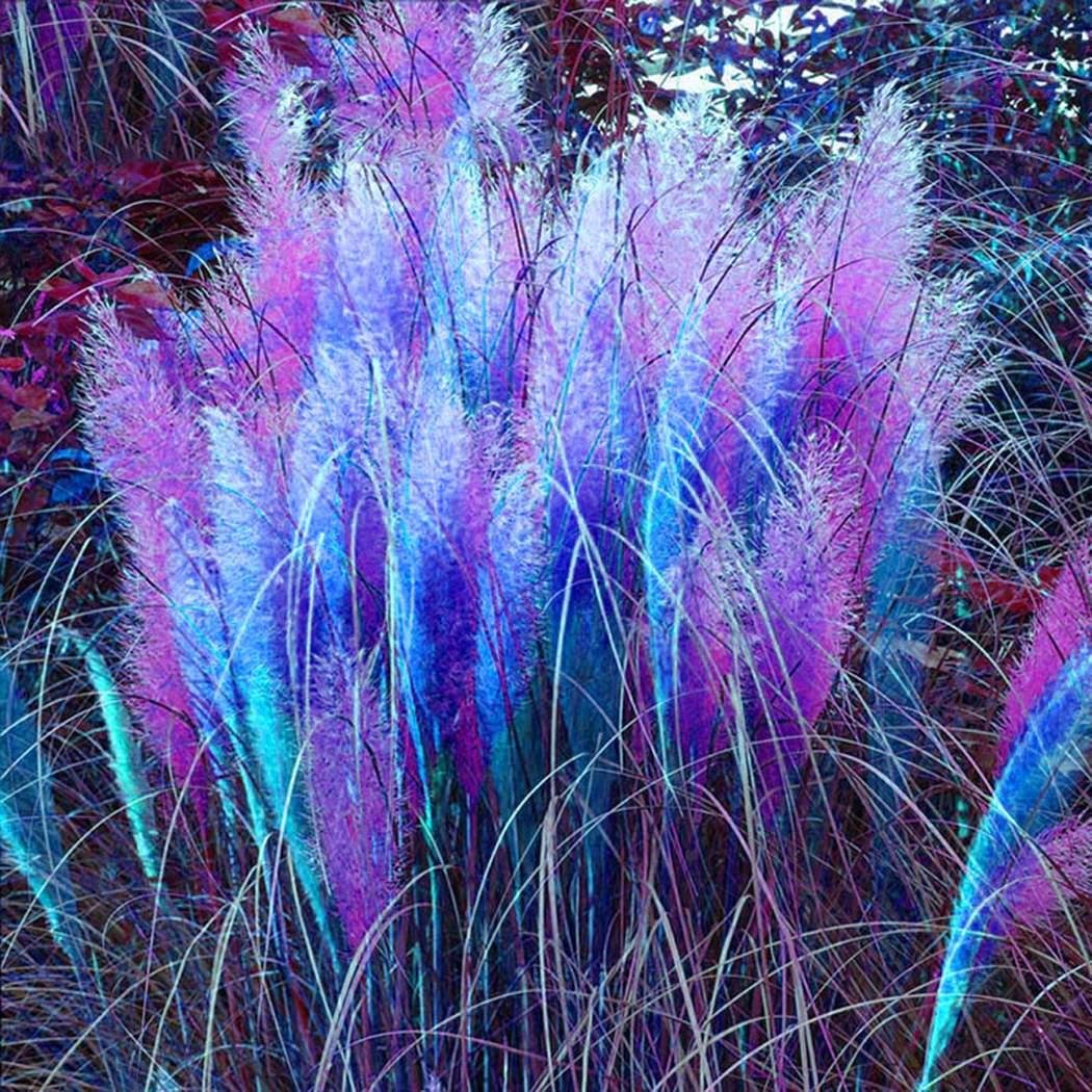 swiftt 100/1200 Samen Bunt Pampas Gras Samen Garten Topf Zierpflanzen