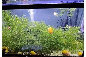 SOUTH SHORE RETAIL, LLC Guppy Grass for Freshwater Aquarium or Pond Plant| Najas Grass| Southern Water Nymph| Live Aquarium Freshwater Plant - 1 Portion