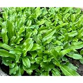 3500+ Culantro Seeds &ndash; Ng&ograve; GAI &ndash; Sawtooth Herb &ndash; Mexican Coriander &ndash; Long Coriander &ndash; Recao &ndash; Fitweed Seeds &ndash; Premium, Non-GMO, Heirloom&ndash; Made in USA, Vegetable for Yard &amp; Garden Planting