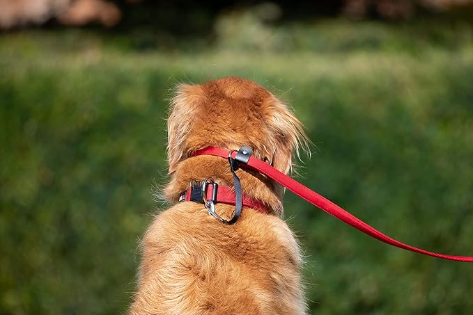 dog and field figure of 8 lead