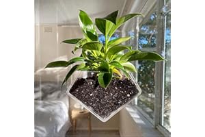 wdcfxy Transparent Acrylic Diamond Shape Suction Cup Window Planter, Ideal for Succulents, Cactus, Boxes or Indoor Herbs Pots, Home Decor Plant Holder or Kitchen