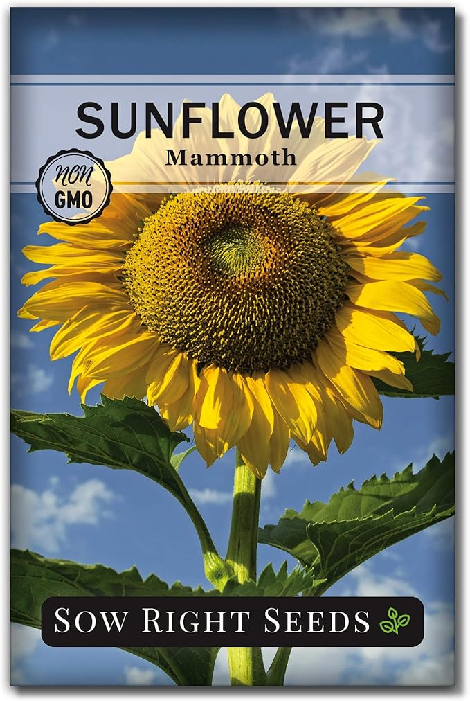 Sow Right Seeds Mammoth Sunflower Seeds to Plant and