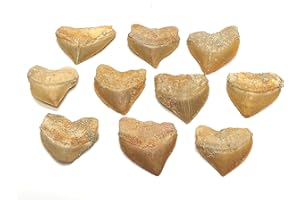 Zentron Crystal Collection Corax Shark Teeth Squalicorax Fossil Tooth 1" (20)