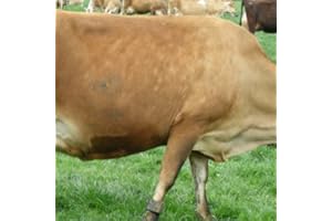 Brown Cow Wallpaper -- HD Wallpapers of Brown Cows!