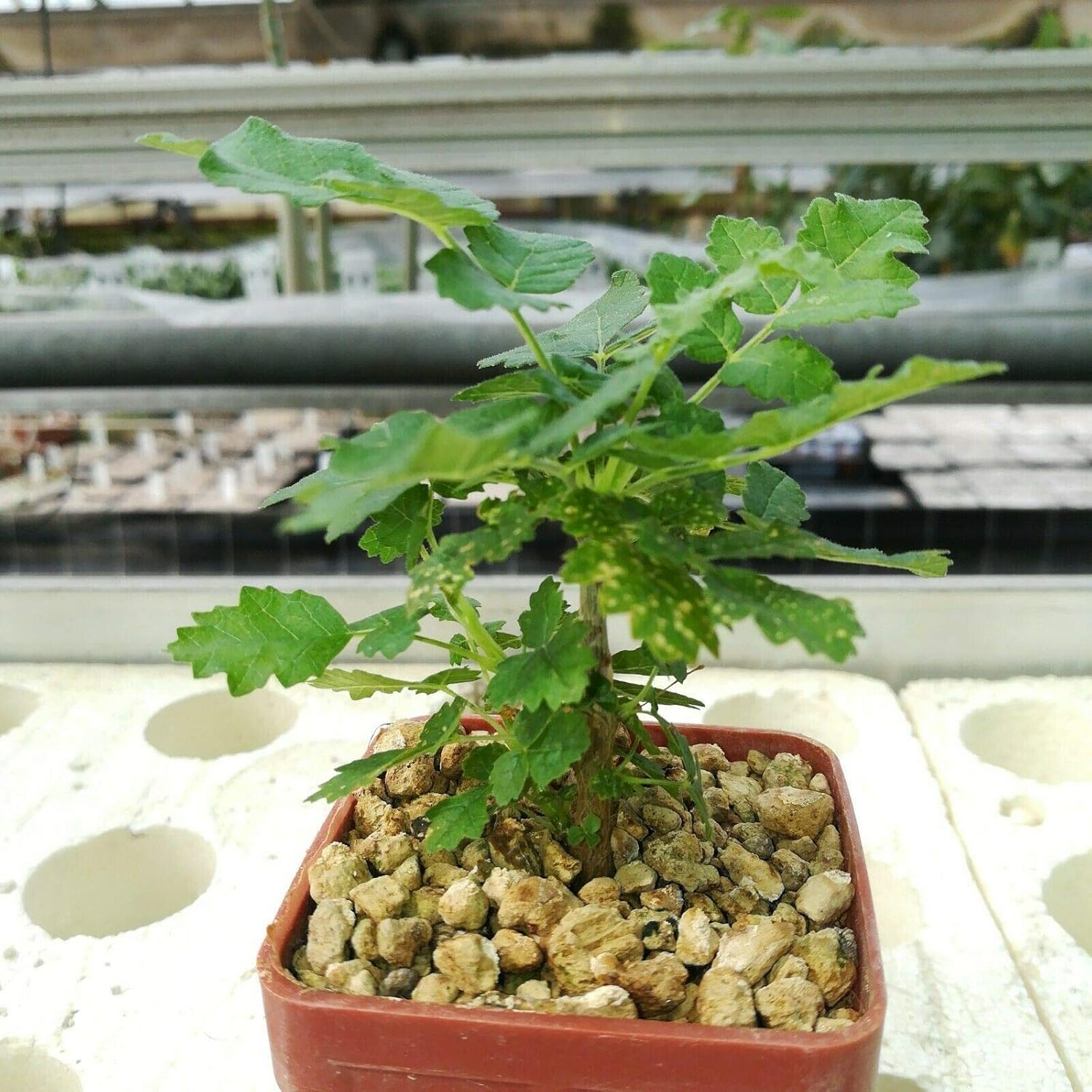 5 Boswellia Sacra Seeds, Frankincense Tree Seeds, Olibanum