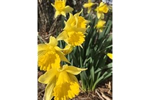 NETHERLANDS BULBS Dutch Master Daffodil 50 Bulbs -Deer & Rodent Resistant - 14/16 cm Bulbs