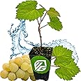 Blanc du Bois Grape - Vitis labrusca - Wellspring Gardens Starter Plant - Live Plant for Outdoor Gardens - Vigorous Grapevine Plants - Ideal for Fruit Gardening in Patio and Garden