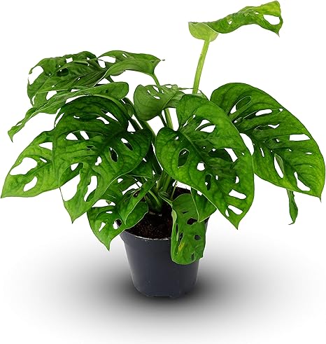 Monstera Obliqua Monkey Leaf Indoor Plant Air Purifying 25cm Houseplant Amazon Co Uk Garden Outdoors