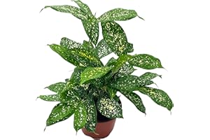 BubbleBlooms Dracaena Surculosa in a 4 inch Pot Gold dust, Japanese Bamboo, Spotted Leaf
