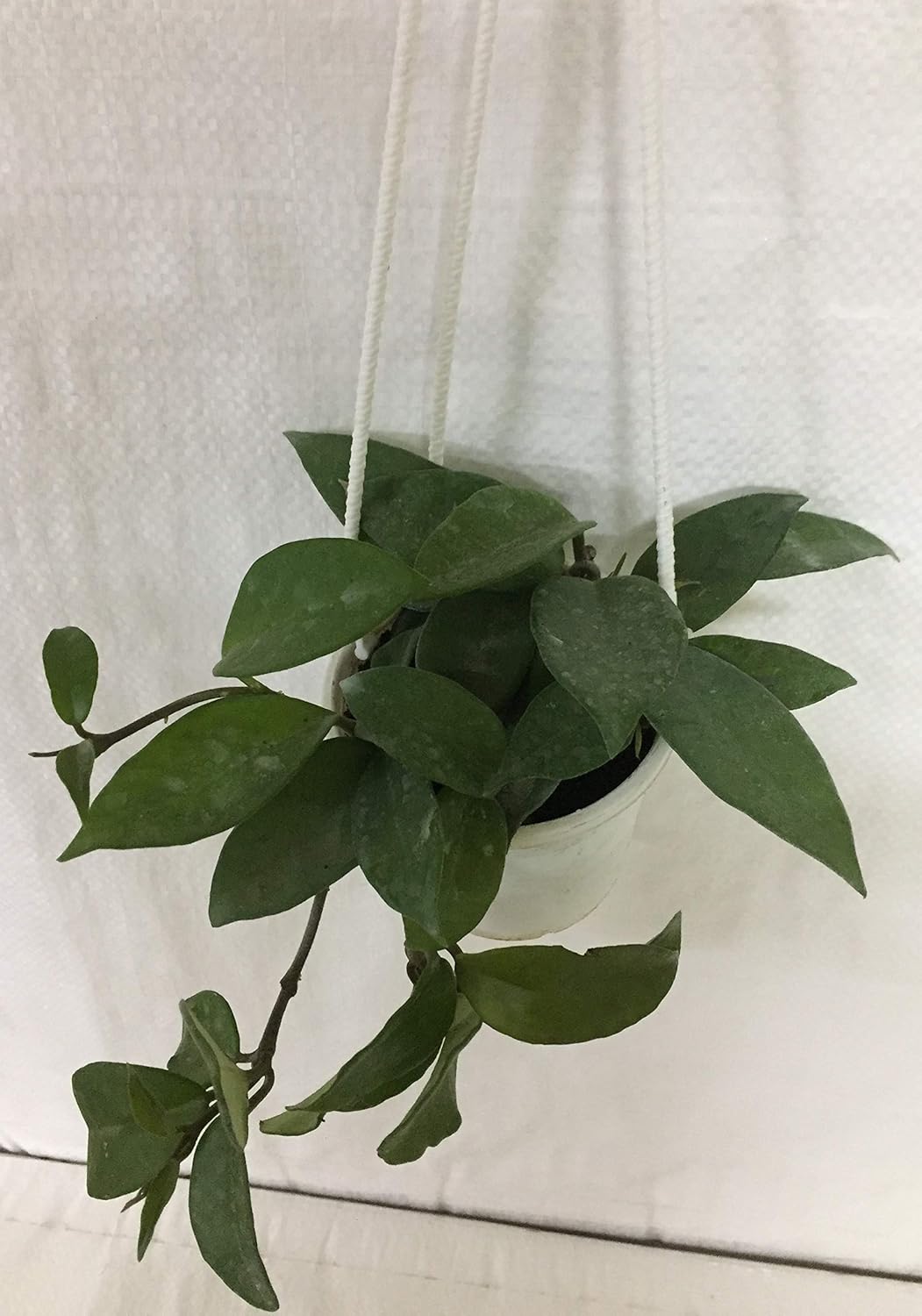 CAPPL Hanging Green Hoya Plant Free 5 Gram Fertilizer