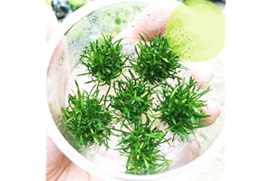 Greenpro Cryptocoryne Parva Freshwater Live Aquarium Plants TC Cup Fish Tank Decoration