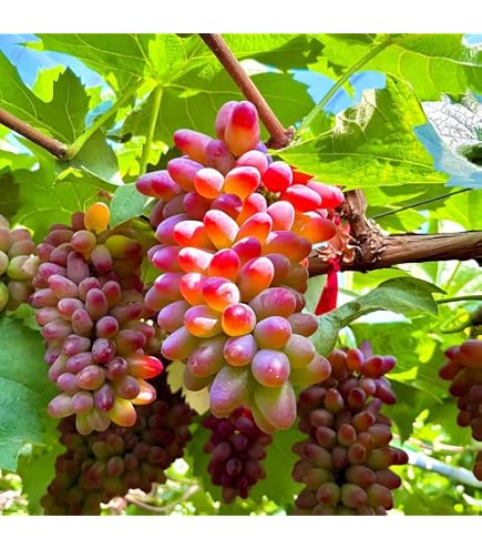 Amazon.com : Grape Seeds for Planting 100+ Pcs : Patio, Lawn & Garden