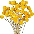 48 Pcs Dried Flowers Dried Billy Balls Dried Craspedia Flowers Button Yellow Dried Flowers with Stems Fake Silk Dried Flower