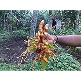 Turmeric (rhizome) Grow Your own ,Grow Indoors or Outdoors