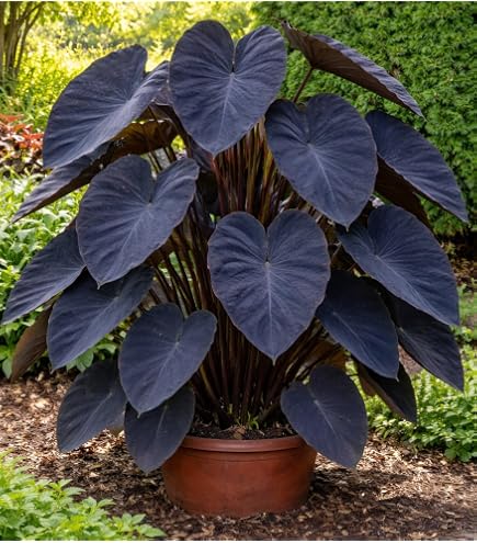 hanging plant baskets indoor Philodendron, Heartleaf (Cordatum) 6