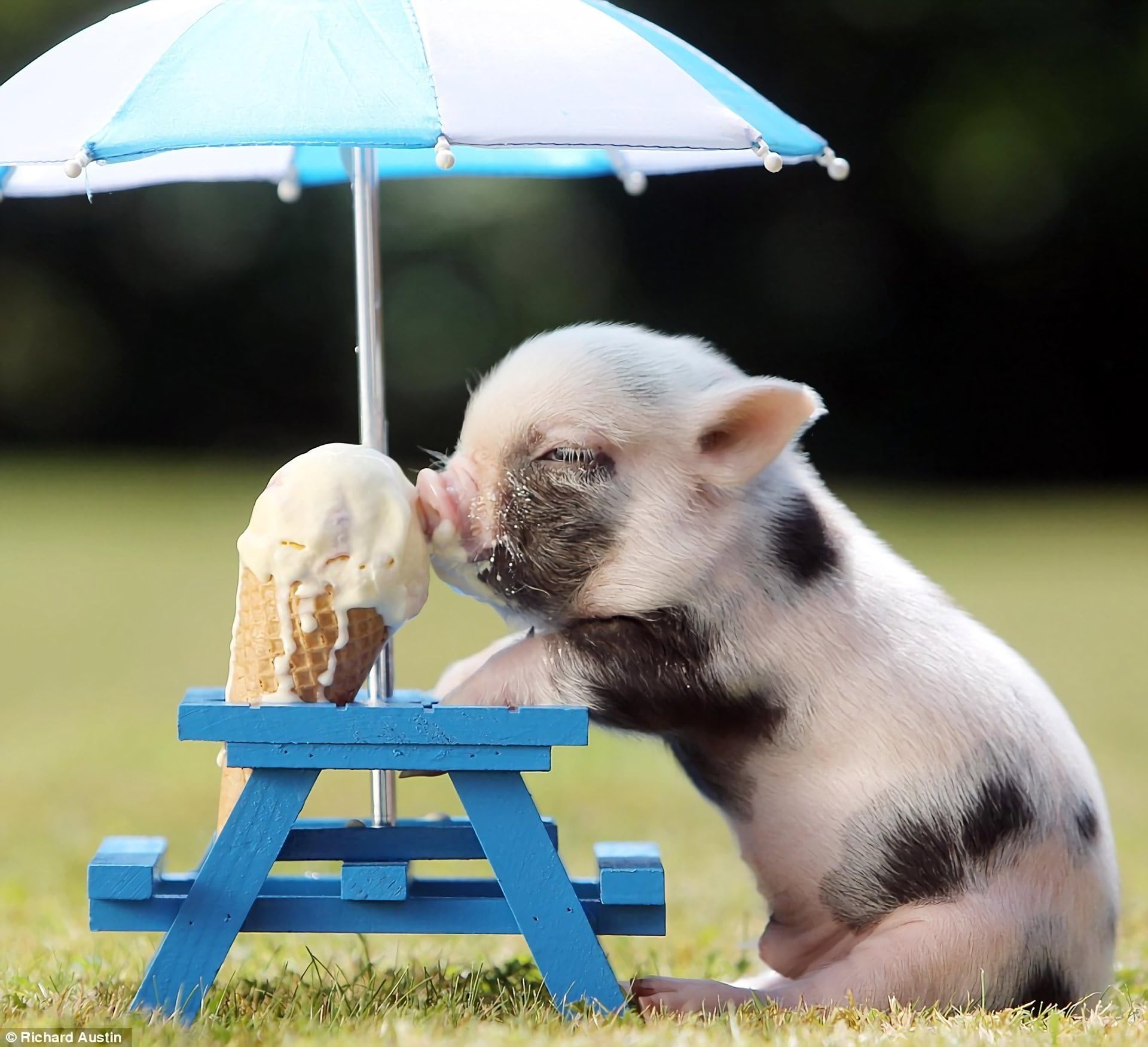 Classic Jigsaw Puzzle 1000 Piece Adult Children Puzzle DIY Teacup Pig with Icecream Wooden Puzzle Modern Home Decor Festival Gift Intellectual Game Wall Art 75x50cm
