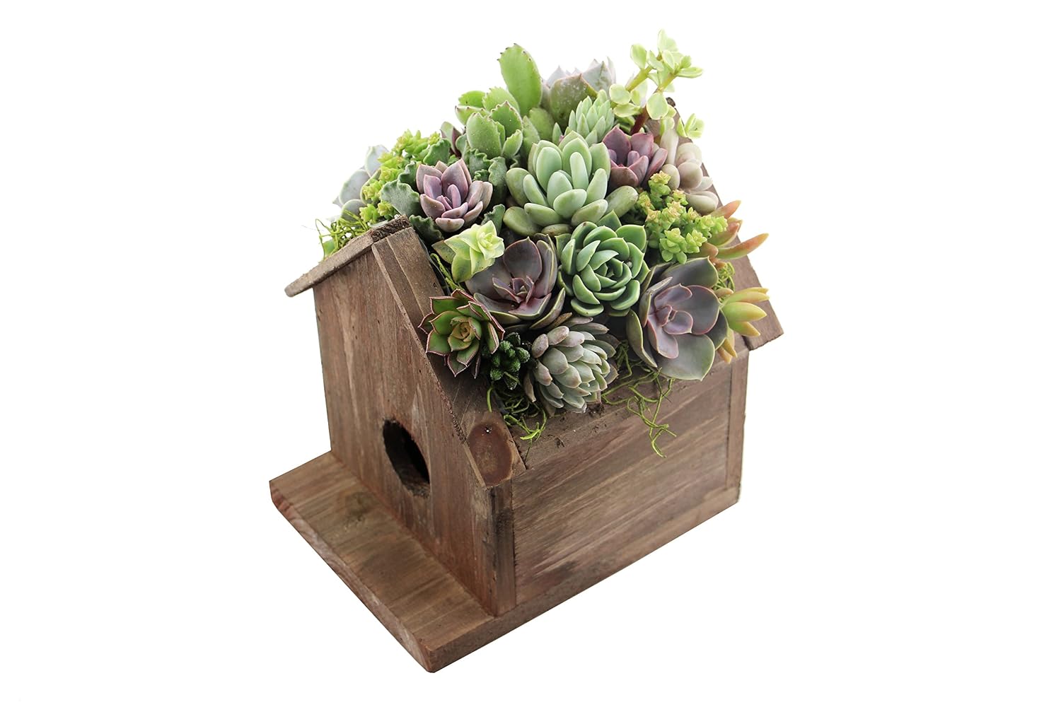 Bird House Succulent Planter