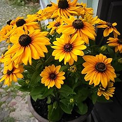 Back to the Roots 100% Organic Seed Packet - Daisy