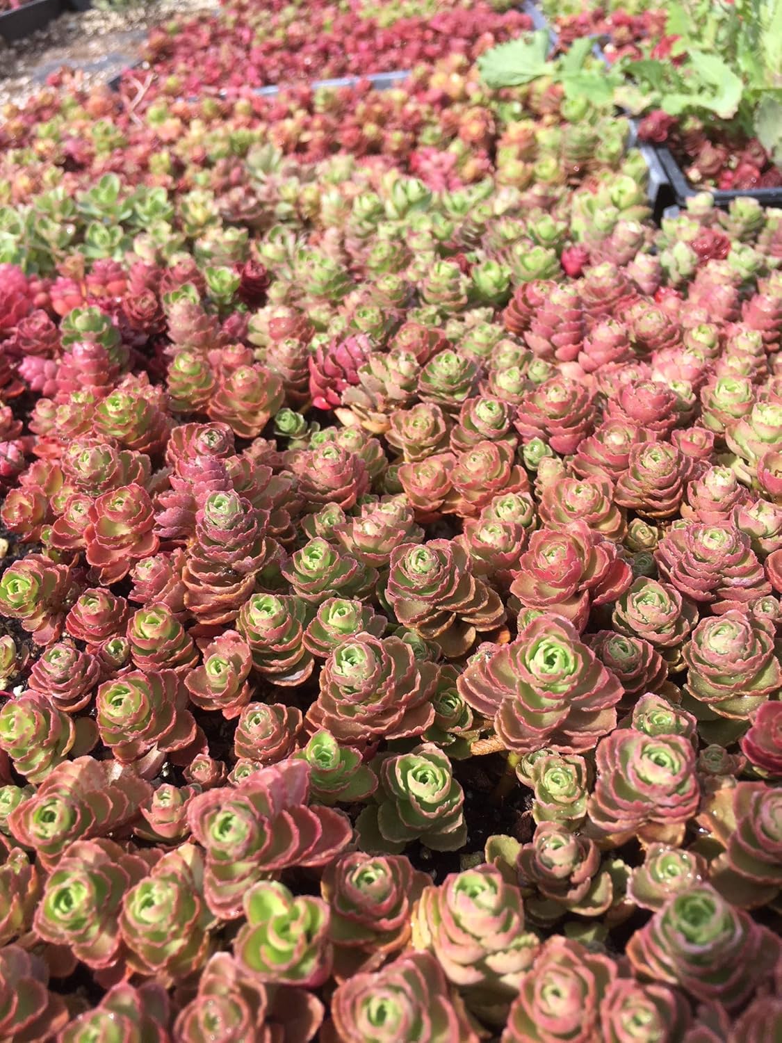 Sedum Dragon S Blood Unrooted Cuttings Spurium Stonecrop Ground Cover Succulents Cal Summer Garden 50 Cacti Succulents Plants Seeds Bulbs