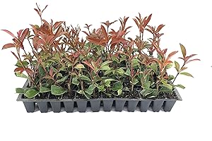 FLORIDA FOLIAGE Photinia Red Tip - 30 Live Plants - Photinia x Fraseri - Evergreen Landscape Shrub