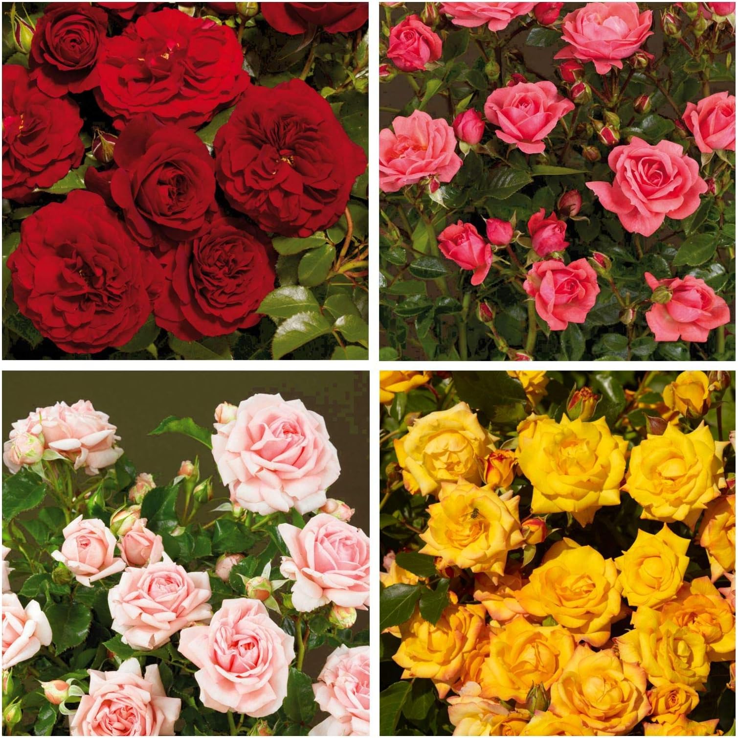 4X Dwarf Rose Courtyard Climbing Garden Shrub Variety Collection for Patio Planters & Borders