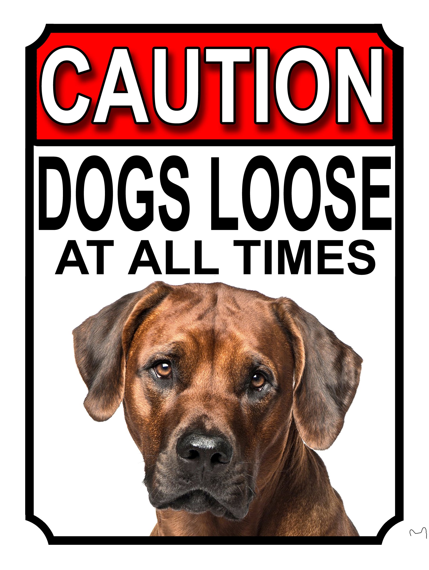 SHAWPRINT CAUTION DOGS LOOSE AT ALL TIMES METAL GATE SIGN RHODESIAN RIDGEBACK 200MM X 150MM (1212H1)