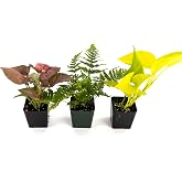 Josh's Frogs 24x18x18/20 Gallon Long Ball Python Plant Kit