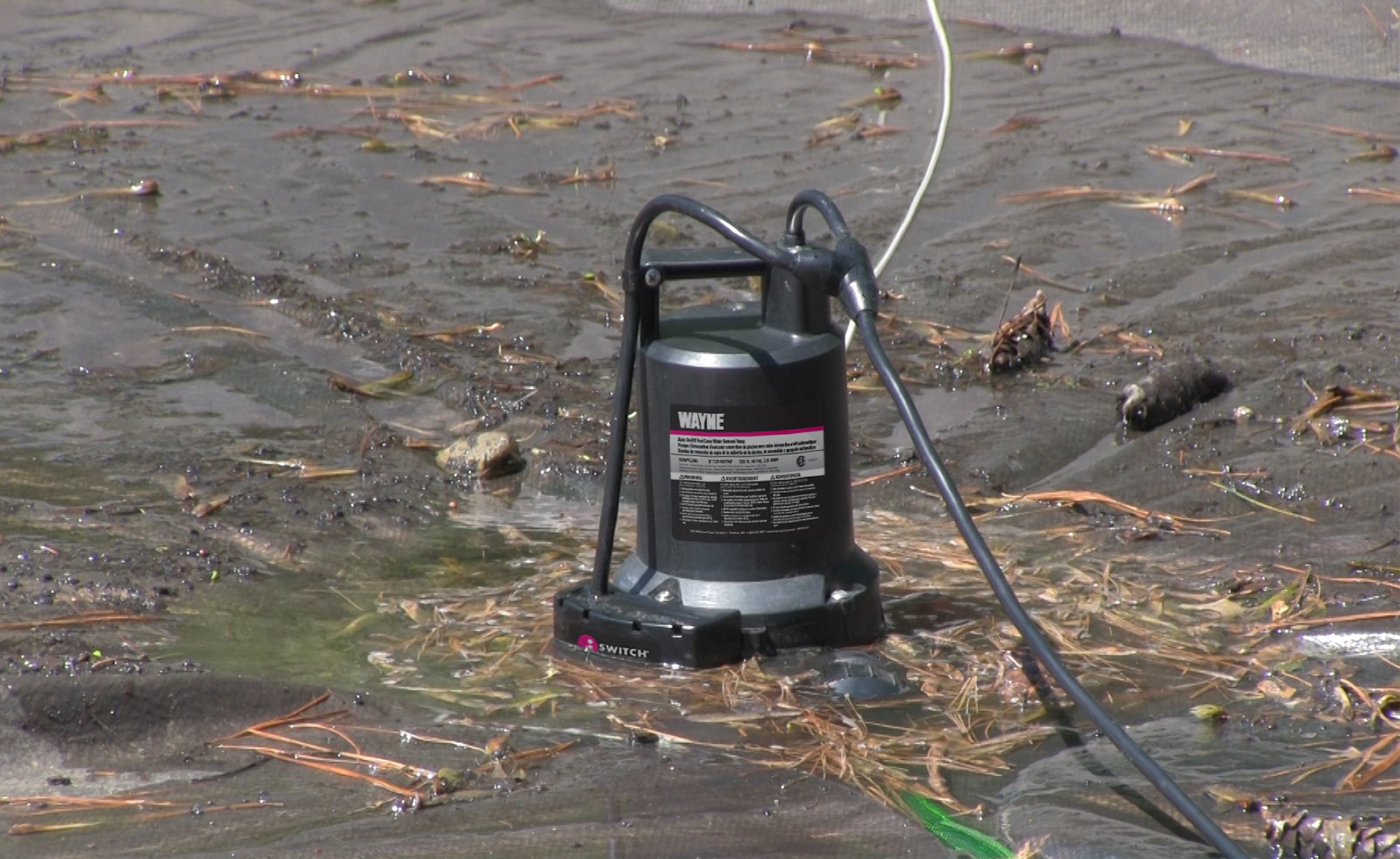 WAYNE WAPC250 1/4 HP Automatic ON/OFF Water Removal Pool Cover Pump eBay