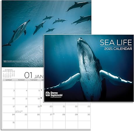 Amazon Com Danny Sepkowski Photography 2021 Sea Life Calendar 13 Month Wall Office Yearly Monthly Calendar In Hawaii Tahiti The Pacific Ocean By Xpressive Collections Great Gift Idea Office Products 2022 Sealife Park Calendar
