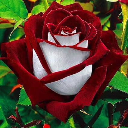 Amazon Com 20pcs Rare Seed Osiria Rose Ruby Rose Flower Seeds
