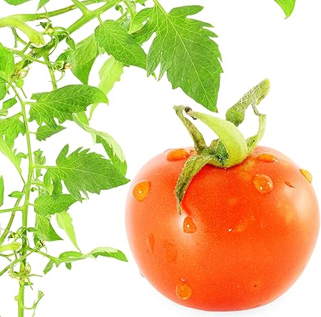 Amazon Com Patio Tomato Seeds Hybrid Tomato Plants Garden