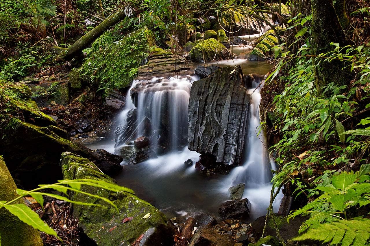 Photographs - El Yunque National Forest Photography, Rainforest Waterfall Photo Print, Puerto Rico Wall Art Home Decor, 8x10 to 24x36