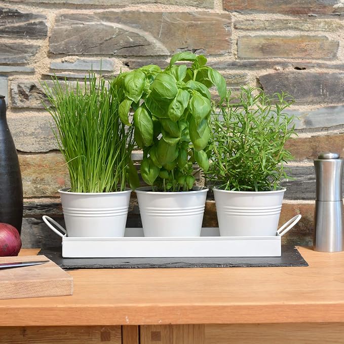 Set of 3 Metal Herb Plant Pots with Drip Tray by CKB Ltd Traditional Indoor Windowsill