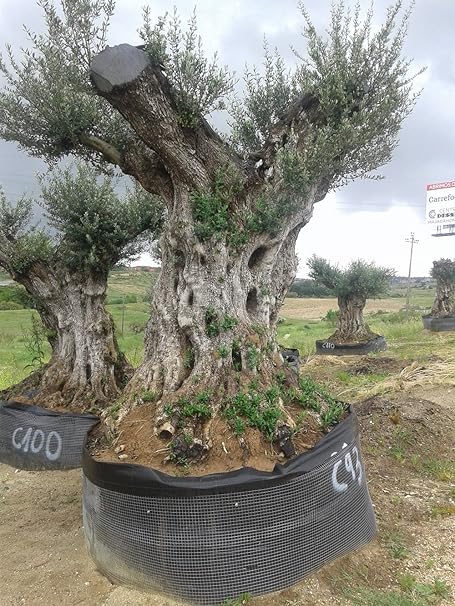 Olivenbaum Winterhart Extravagant Ca 500 600 Jahre Alt Unikat Amazon De Garten