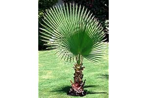 CEMEHA SEEDS Tree California Fan Palm (Washingtonia Palm) Indoor Perennial for Planting