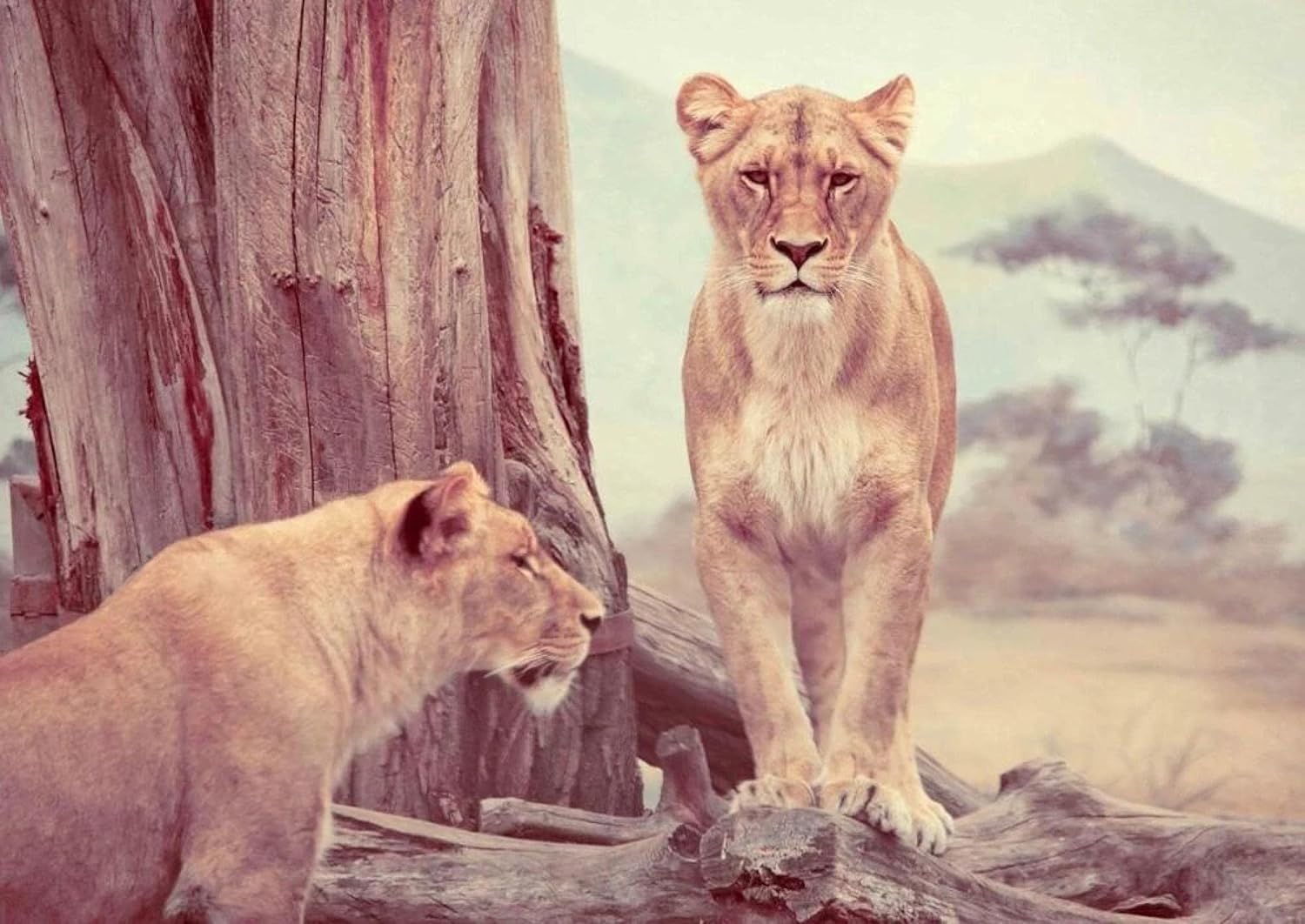 Amazon Co Jp アフリカのライオン動物の壁アートポスターhdプリント写真キャンバス絵画リビングルームの写真家の装飾 60x90cm フレームなし Generic