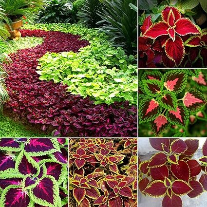 Catkoo Coleus Blumei Semi Ornamentali Foglie Pianta Giardino Di Casa Cortile Decorazione Bonsai Cucina Adatta Decorazione Del Soggiorno Festivita Decorazione Semi Di Coleus Blumei Amazon It Casa E Cucina